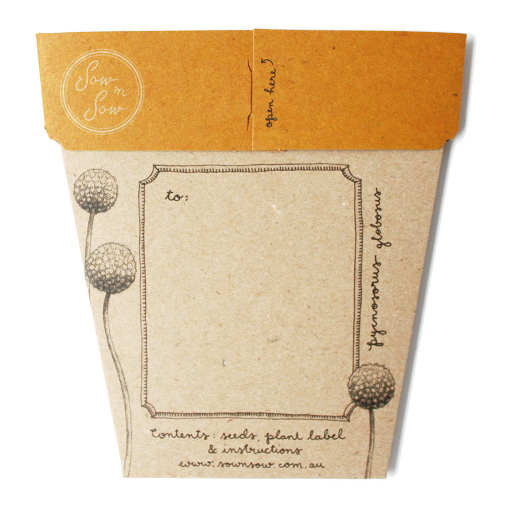 Seeds - Billy Buttons Gift of Seeds