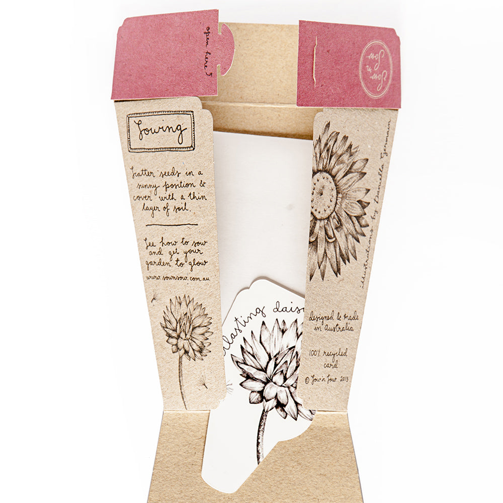Seeds - Everlasting Daisy Gift of Seeds