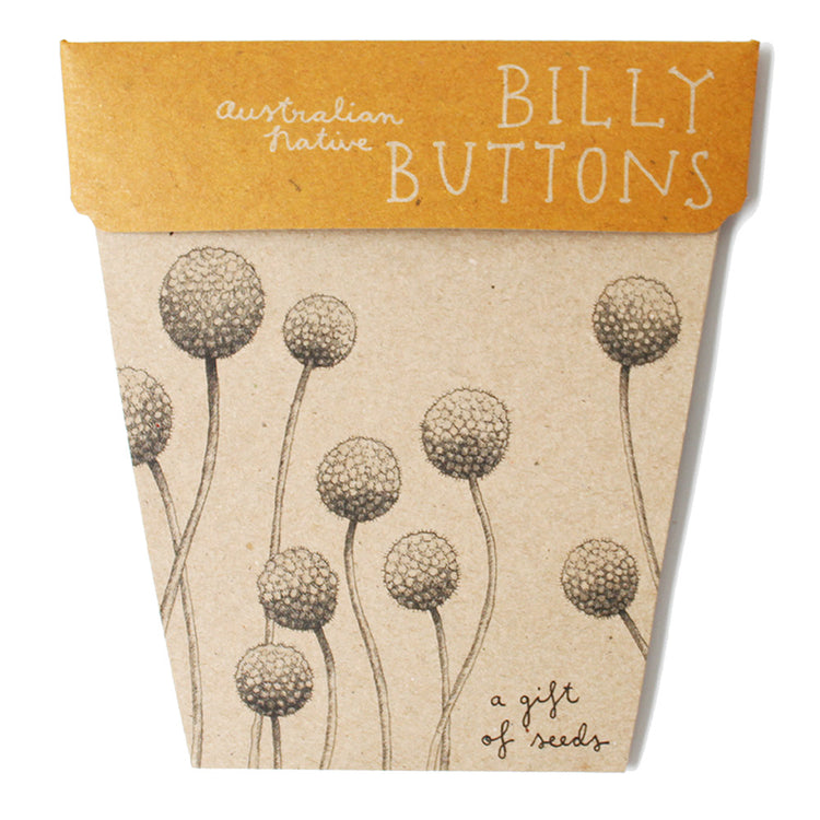 Seeds - Billy Buttons Gift of Seeds