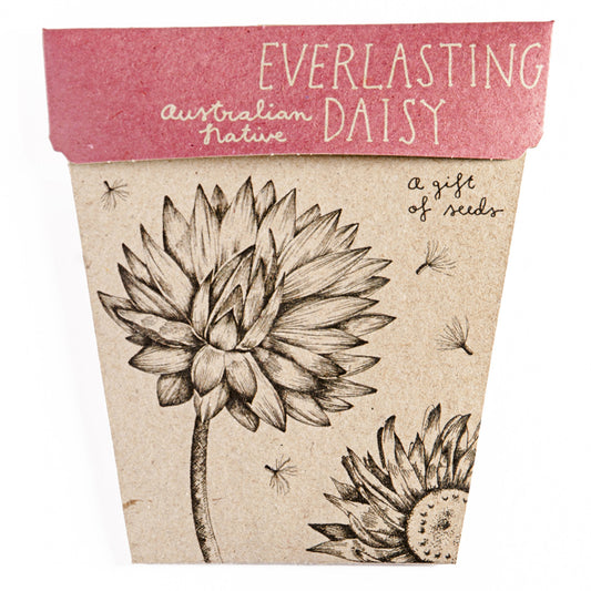 Seeds - Everlasting Daisy Gift of Seeds
