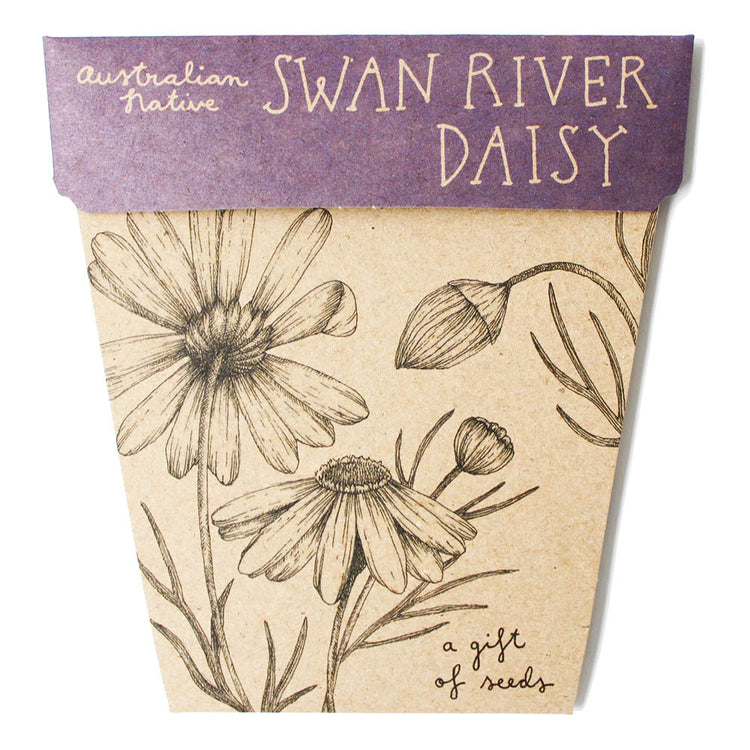 Seeds - Swan River Daisy Gift of Seeds